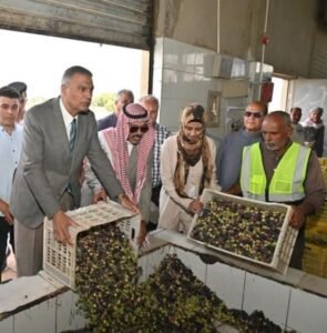 محافظ جنوب سيناء يتفقد معصرة زيت الزيتون برأس سدر لدعم المزارعين وتشجيع الإنتاج المحلي